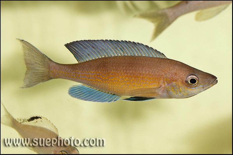 Cyprichromis pavo 'Cape Chaitika'